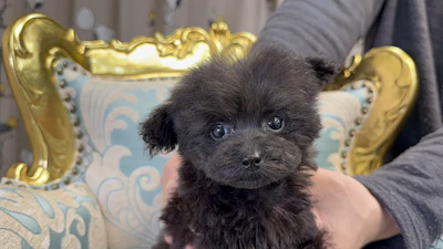 お問合せネーム・377ちゃんの写真 2