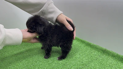 お問合せネーム・800ちゃんの写真 6