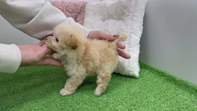 お問合せネーム・836ちゃんの写真 5