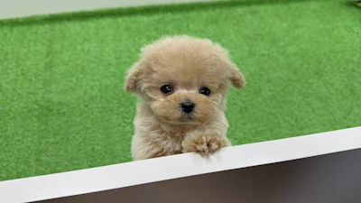 お問合せネーム628くん