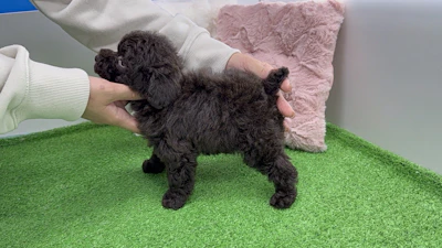 お問合せネーム・660ちゃんの写真 5