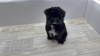 お問合せネーム・206ちゃん