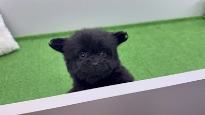 お問合せネーム・131ちゃんの写真 3