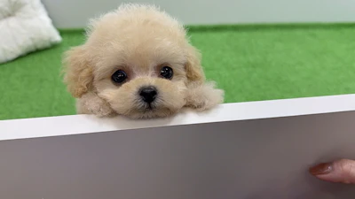 お問合せネーム・427くんの写真 3