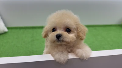 お問合せネーム・427くんの写真 2