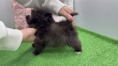 お問合せネーム・236ちゃんの写真 5