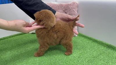 お問合せネーム・654ちゃんの写真 5