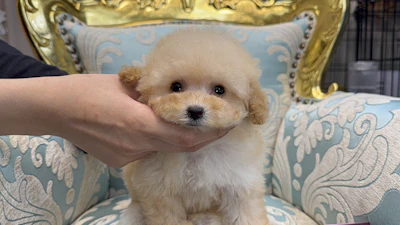 お問合せネーム・459ちゃんの写真 2