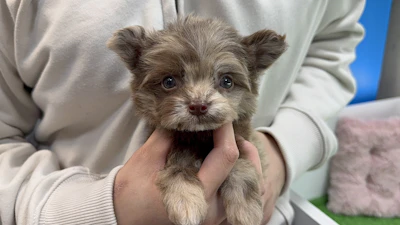 お問合せネーム・910くん