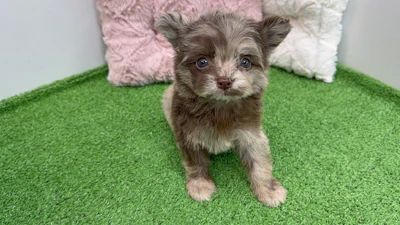 お問合せネーム・910くんの写真 6