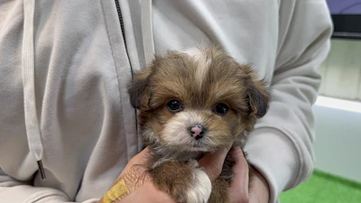 お問合せネーム・964くんの写真 2