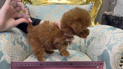 お問合せネーム・278ちゃんの写真 3