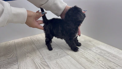 お問合せネーム・413ちゃんの写真 12