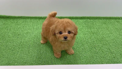 お問合せネーム・541ちゃんの写真 4