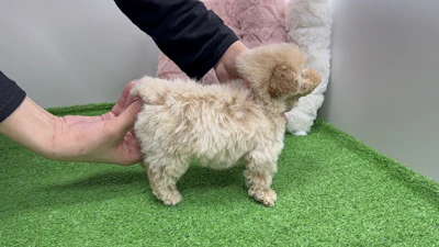 お問合せネーム628くんの写真 6