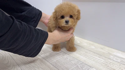 お問合せネーム・696くんの写真 8