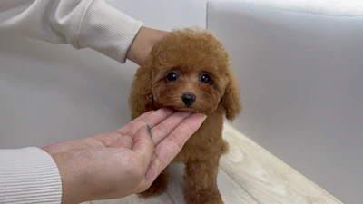 お問合せネーム・538ちゃん