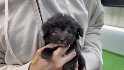 お問合せネーム・800ちゃん