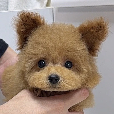 お問合せネーム・005ちゃん
