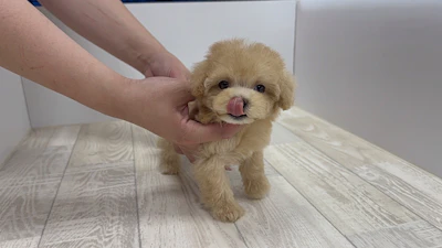 お問合せネーム・147ちゃんの写真 3