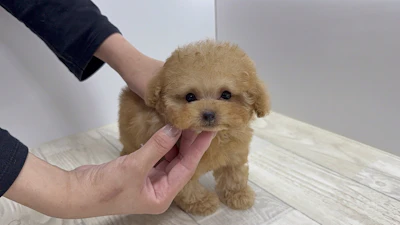 お問合せネーム・プレミアくん