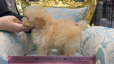 お問合せネーム・459ちゃんの写真 4