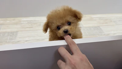 お問合せネーム・193ちゃんの写真 5