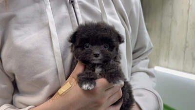 お問合せネーム・601ちゃんの写真 5