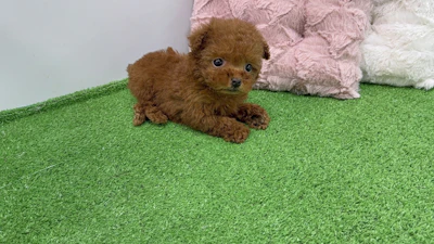 お問合せネーム・643ちゃんの写真 6