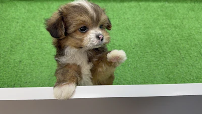 お問合せネーム・964くんの写真 3