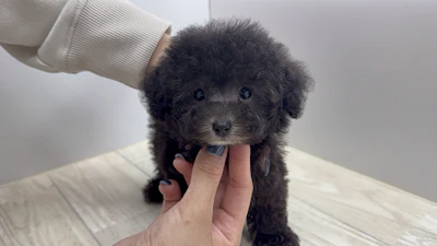 お問合せネーム・972ちゃんの写真 6