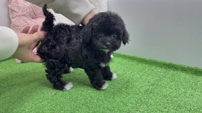 お問合せネーム・313ちゃんの写真 5