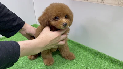 お問合せネーム・475くんの写真 2