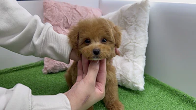 お問合せネーム・045ちゃんの写真 2