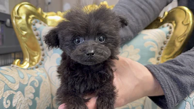 お問合せネーム・377ちゃん