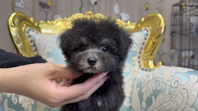 お問合せネーム・704ちゃん