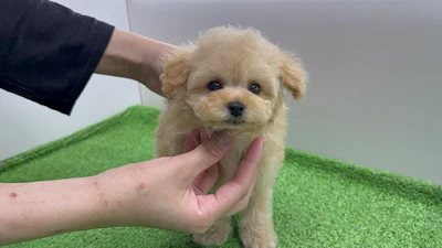 お問合せネーム・963くんの写真 3