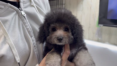 お問合せネーム・シルバータンくんの写真 5