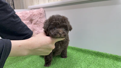 お問合せネーム・869ちゃんの写真 4