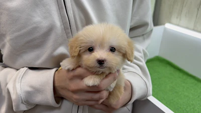 お問合せネーム・183ちゃんの写真 4