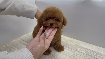 お問合せネーム・540ちゃんの写真 4