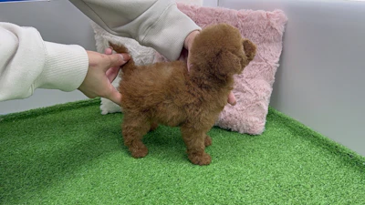 お問合せネーム・384ちゃんの写真 5