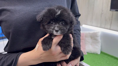 お問合せネーム・601ちゃん