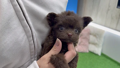 お問合せネーム・039ちゃんの写真 6