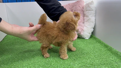 お問合せネーム・522くんの写真 6