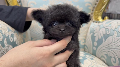 お問合せネーム・980くん