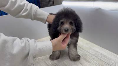 お問合せネーム・シルバータンくんの写真 7