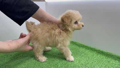 お問合せネーム・963くんの写真 5