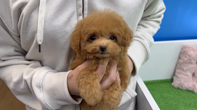 お問合せネーム・132ちゃん