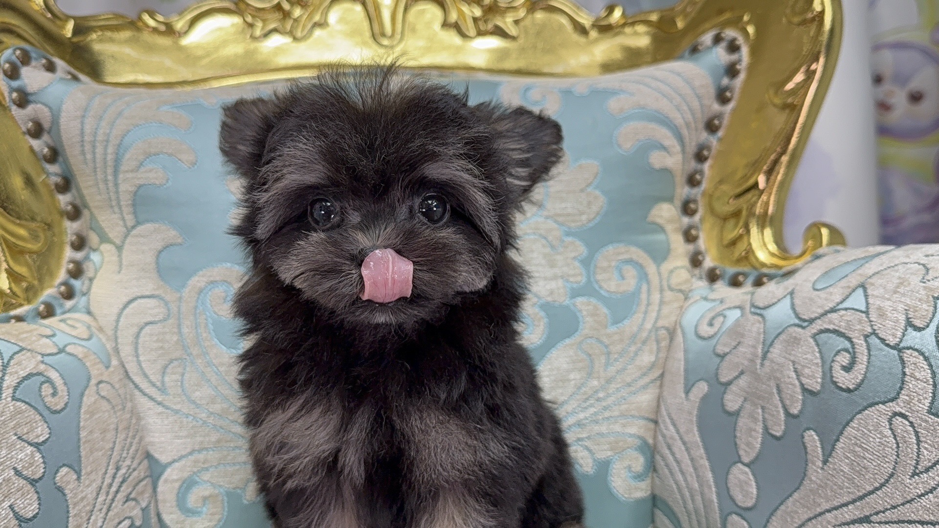 お問合せネーム・605ちゃんの写真 4
